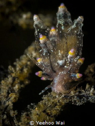 Eubranchus mandapamensis
Anilao, Philippines by Yeehoo Wai 